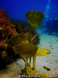 Beautiful Kelp! by Elia Correia 